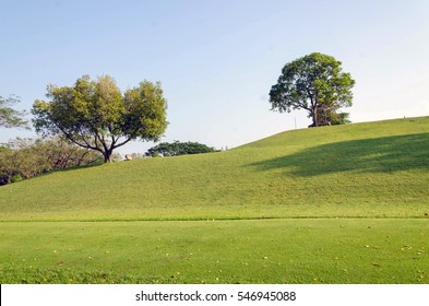 Tree on green field.