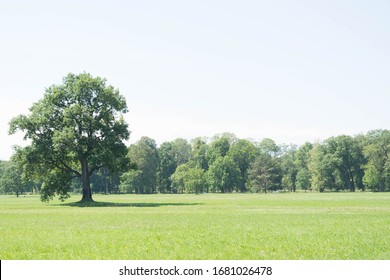 
Tree on a green meadow. Summer landscape - Shutterstock ID 1681026478