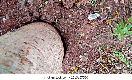 the tree on the ground