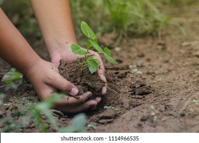 Tree on hand