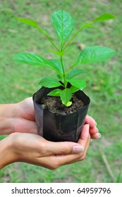 Tree on hand