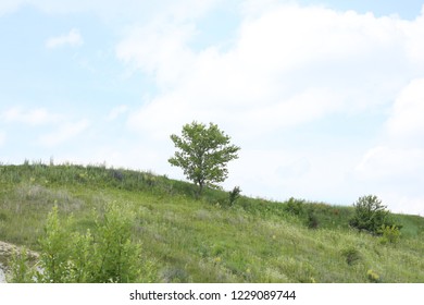 tree on the hill