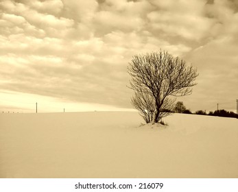 Tree on hill