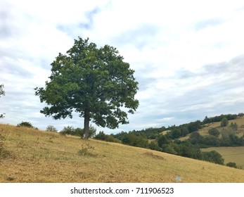 Tree on hill