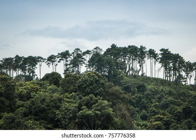 Tree on the hill