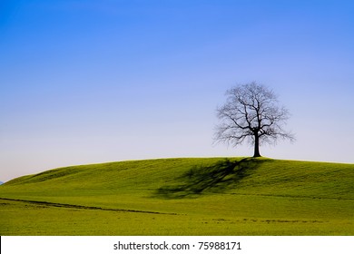 219,954 Tree No Leaf Stock Photos, Images & Photography | Shutterstock