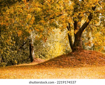 A Tree On A Hillock In The Park.