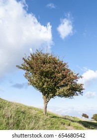 Tree on hillside.