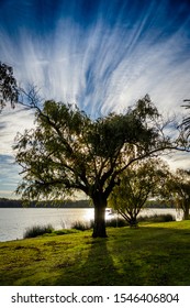 Tree On Lake Monger PERTH