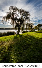 Tree On Lake Monger PERTH