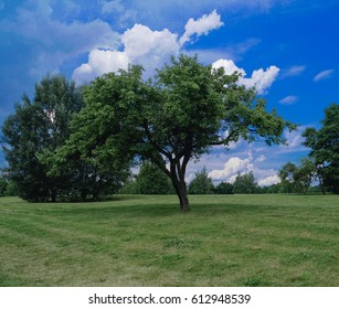 Tree on a level surface against the sky.