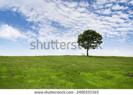 a tree on the meadow