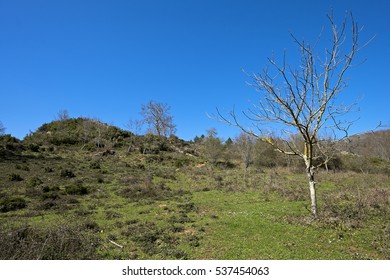 Tree on a meadow with sun
