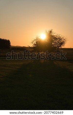 Tree on a meadow through which the setting sun shines thirstily. In a field at the edge of the forest