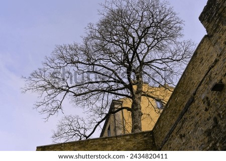 Tree on a medieval defensive wall