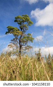 A tree on the mountain.
