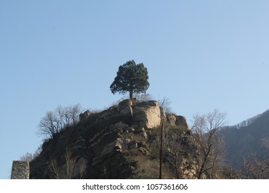 Tree on mountain