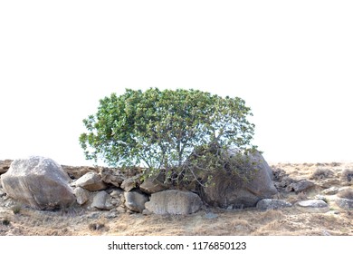 Tree on the mountain