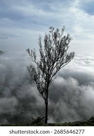 Tree on mountain with cloudy background and wavy wind flow