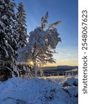 tree on nordic mountaintop with snow