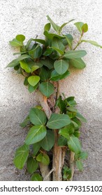 Tree on a old wall