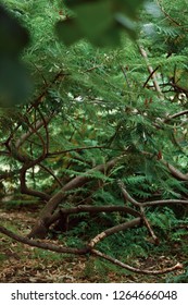 tree on the park