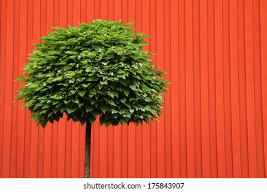 tree on red background