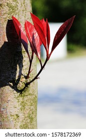 tree on the red leaf 