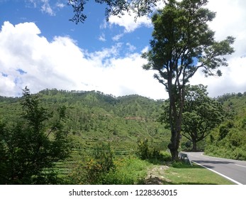Tree On Road side