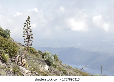 Tree On The Santa Ana Volcano