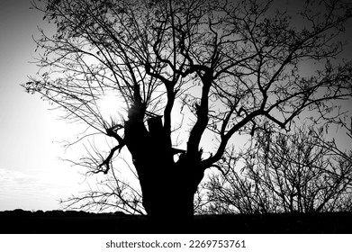 Tree on the shadow from the sun, backlight, sunset, black and white photo silhouette of the tree