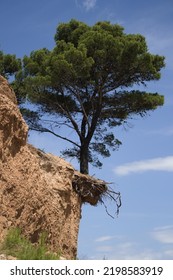 Tree on a side of cliff