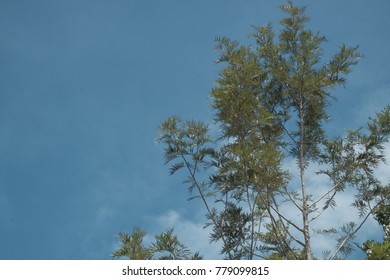 Tree on the sky