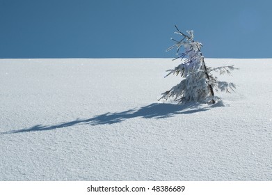 tree on snow