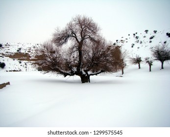 tree on a snowy background