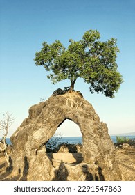 Tree on the stone and shining make the object look beautiful