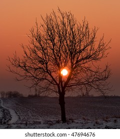 Tree on sunset