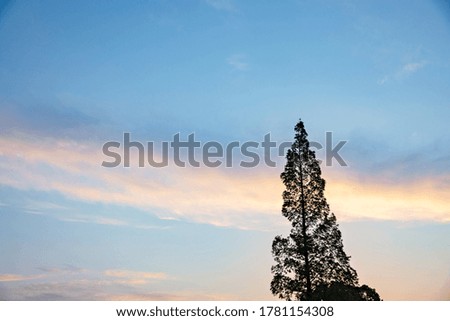 tree on sunset sky background