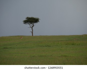 Tree On Top Of A Hill, Masai Mara, Kenya