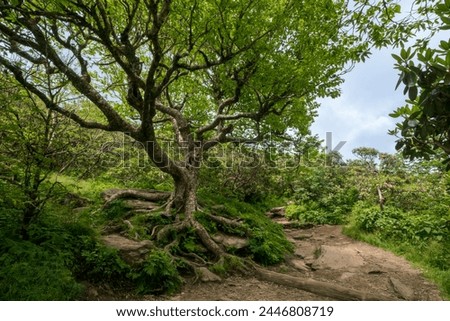 Tree on trail in Craggy Gardens