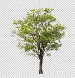 Tree On Transparent Background With Clipping Path, Single Tree With Clipping Path And Alpha Channel