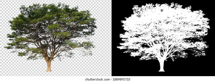 tree on transparent background picture and alpha with clipping path