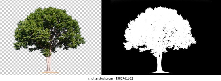 tree on transparent picture background with clipping path and alpha channel 