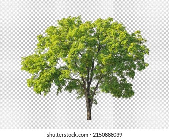 Tree on transparent picture background with clipping path, single tree with clipping path and alpha channel - Shutterstock ID 2150888039