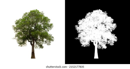 Tree on transparent picture background with clipping path, single tree with clipping path and alpha channel on black background - Shutterstock ID 2152177835