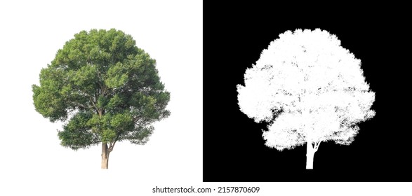 Tree on transparent picture background with clipping path, single tree with clipping path and alpha channel on black background - Shutterstock ID 2157870609