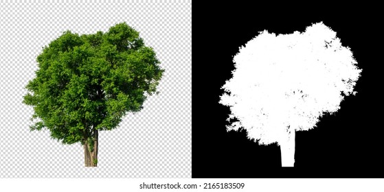 Tree on transparent picture background with clipping path, single tree with clipping path and alpha channel on black background - Shutterstock ID 2165183509