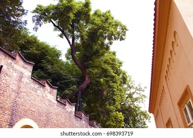 tree on the wall