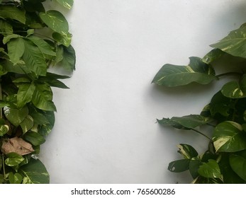 Tree on the wall, green,wall,background