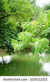 Tree on the water.